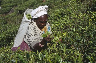 SRI LANKA, Near Haputale, Female tea picker working among plantation