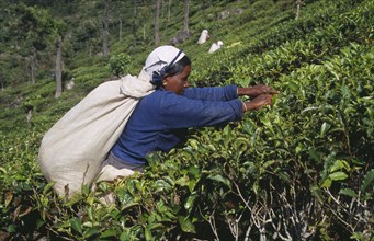 SRI LANKA, Agriculture, Tea, Female tea picker working in plantation near Haputale.