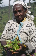 SRI LANKA, Near Haputale, Portrait of female tea picker holding a handful of tea leaves among
