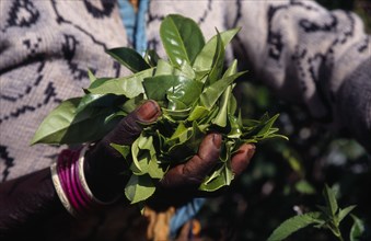 SRI LANKA, Agriculture, Tea, Close up of female tea pickers hands holding a handful of tea leaves