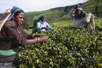 SRI LANKA, Agriculture, Tea, Female tea pickers working on Labookellie Tea Estate near Nuwara Eliya