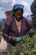 SRI LANKA, Agriculture, Tea, Female tea picker working on Labookellie Tea Estate near Nuwara Eliya