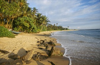 SRI LANKA, Mirissa, View along sandy beach with overhanging palms and rocks in the foreground