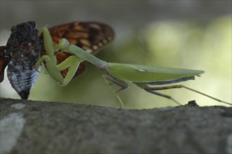 JAPAN, Chiba, Tako , A praying mantis devours a cicada