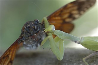 JAPAN, Chiba, Tako , A praying mantis devours a cicada