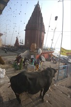 INDIA, Uttar Pradesh, Varanasi , Dasaswhamedh Ghat. A bull on the steps of the ghat