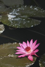 INDIA, Uttar Pradesh, Sarnath, Lotus blossom in a lily pond behind the Mulagandha Kuti Vihara