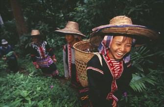 THAILAND, Chiang Mai, Chiang Dao District, Lahu women picking tea on a plantation