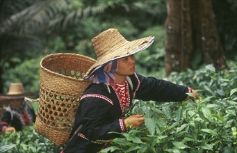 THAILAND, Chiang Mai, Chiang Dao District, Lahu woman picking tea on a plantation