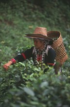 THAILAND, Chiang Mai, Chiang Dao District, Lahu woman picking tea on a plantation