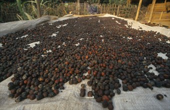 THAILAND, Chiang Mai Province, Mueng Keurt, Coffee seeds spread out to dry in the sun