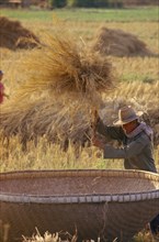 THAILAND, Chiang Mai, Man threshing harvested rice in a large bamboo basket