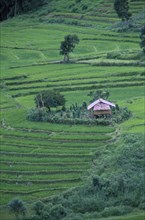 THAILAND, Chiang Mai Province, Doi Inthanon N.P, Karen farm house surrounded by rice terraces