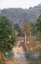 THAILAND, Chiang Mai Province, Mai Ai District, Two boys with a water buffalo on the path leading