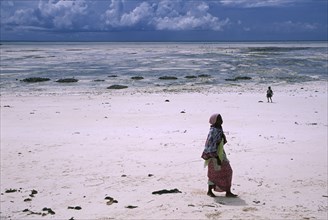 TANZANIA, Zanzibar Island, People collecting seaweed from expanse of white sand beach after a storm