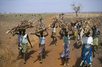 GHANA, Chereponi, Women gathering firewood in landscape denuded of trees.