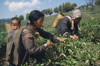 THAILAND, North, Mae Salong, Akha women picking tea on plantation near Chiang Rai.