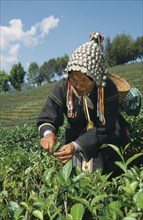 THAILAND, North, Mae Salong, Akha women picking tea on plantation near Chiang Rai.