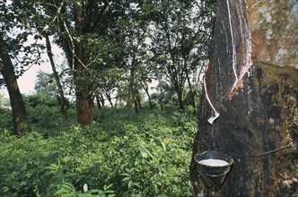 LIBERIA   , Montserrado, Todee, Rubber tap on tree in plantation.