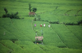 INDONESIA, Bali, Karangasem District, Tirtagangga.  People working in rice terraces.