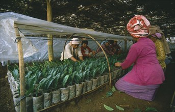 INDONESIA, Java, Women planting seedlings in tea estate nursery.