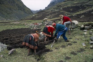 PERU, Andes, Cusco, Cancha Cancha.  Quechua Indian men and women using traditional method to plough