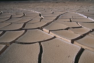 CHILE, Atacama Desert, Cracked mud and fox tracks on desert surface near San Pedro de Atacama.