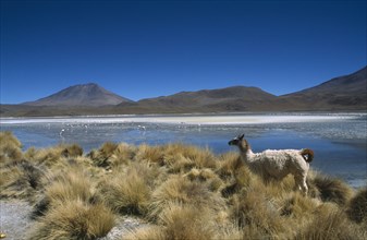 BOLIVIA, Altiplano, General, Domestic llama in landscape with flamingoes on lake beyond.