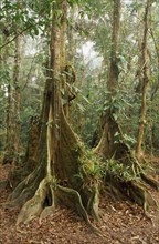 BELIZE, General, Cockscomb Basin Wildlife Sanctuary.  Buttress roots of Rainforest Kaway Tree in
