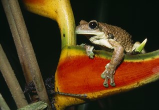 ECUADOR, Amazon, Rio Napo, "Jatun Sacha Biological Station.  Broad Headed Tree Frog, Phrynohyas