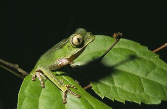 ECUADOR, Amazon, Rio Napo, "Jatun Sacha Biological Station.  Leaf Frog, Phyllomedusa vaillanti."
