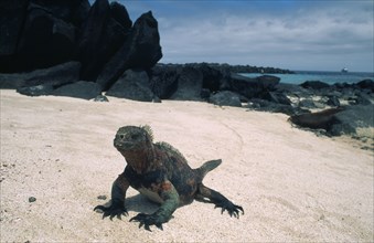 ECUADOR, Galapagos, Espanola Island, "Marine Iguana, Amblyrhynchus cristatus of larger and more