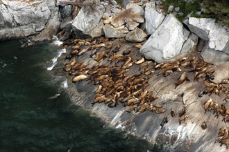 USA, Alaska, Juneau, Colony of seals resting on rugged coastal rocks
