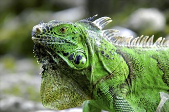 MEXICO, Quintana Roo, Cozumel, Close up of a green Iguana