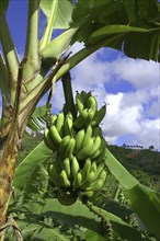 WEST INDIES, St Vincent, Bannana tree with green bananas hanging from stalk
