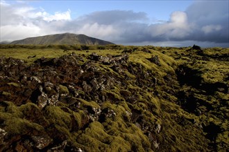 ICELAND, Volcanic Landscape, View over green rocky landscape toward distant hill