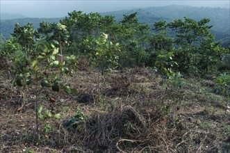 HAITI, Rainforest, Tree saplings planted as part of reforestation project.