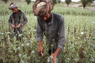AFGHANISTAN, Badkshan Province, Opium Poppy harvest with two Muslim men working in field.
