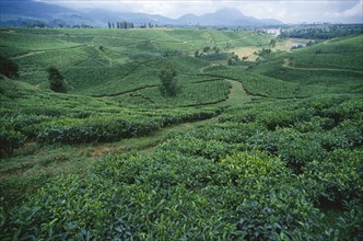 INDONESIA, Java, Pengalengan. View across tea plantation towards a dam in the far distance.