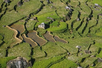 INDONESIA, Toraja, Aerial view over rice field.