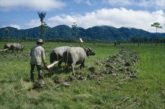 INDONESIA, Agriculture, Man and buffalos plouging rice field.