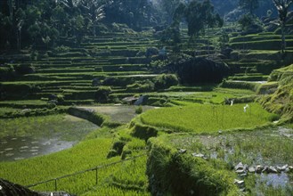 INDONESIA, Sulawesi, Toraja. Rice paddies.