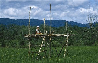 INDONESIA, Sulawesi, Napu Valley. Young boy sitting on wooden watch tower appointed as rice