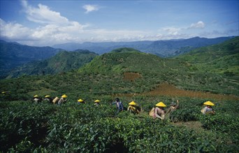 INDONESIA, Java, Cukul Tea Estate. Pickers in line amongst crops wearing yellow conical hats.