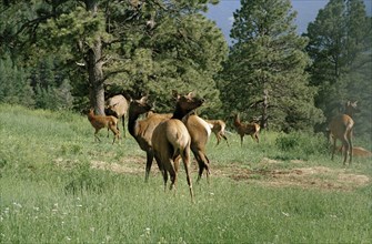 USA, Colorado, Elks in country landscape