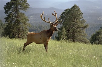USA, Colorado, Elk in country landscape