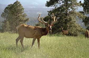 USA, Colorado, Elks in country landscape