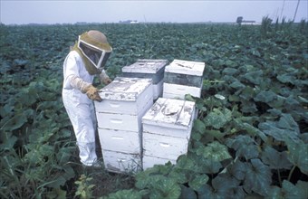 AGRICULTURE, Bees, Beekeeper in a field with bee hives