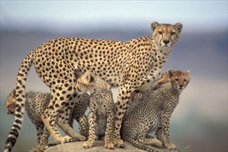 KENYA, Animals, Cheetah and cubs on rock