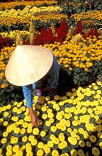 VIETNAM, Mekong Delta, Woman in flower garden